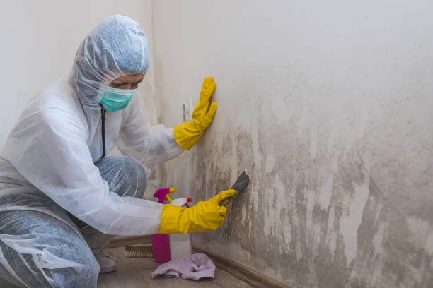 Best Mold Removal for HVAC Installations  in Pooler, GA