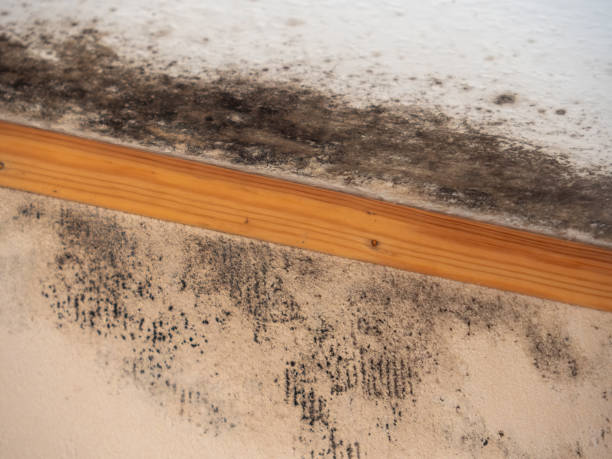 Best Mold Damage Restoration  in Pooler, GA