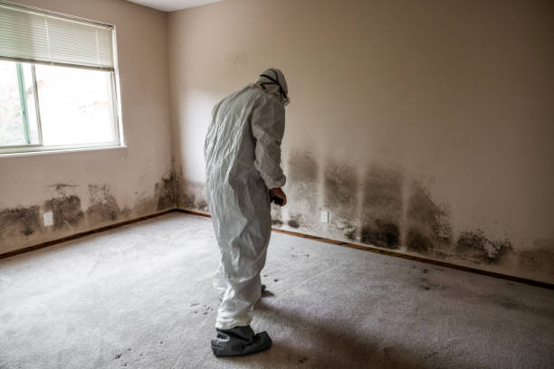 Mold Removal for HVAC Installations in Pooler, GA